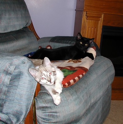 Colby Mocha 3 months (2).JPG