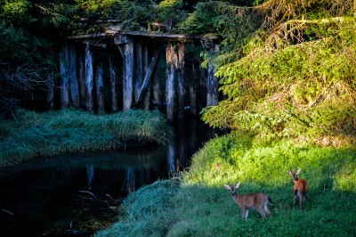 Pt Renfrew A (15).jpg